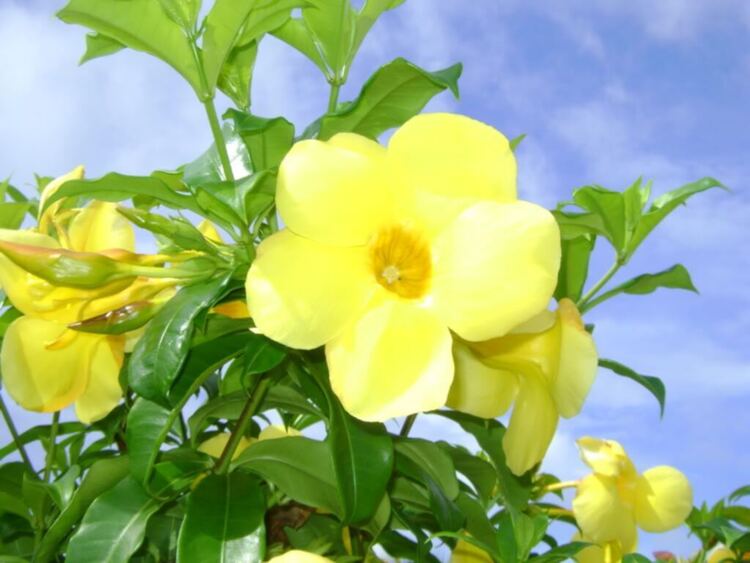 Lotus Mũi Né - OTC vui hè (update hình ảnh trang 42) Lotus Mũi Né - OTC vui hè (update hình ảnh trang 42)