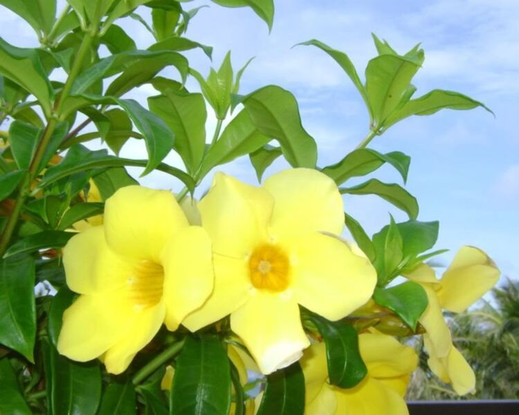 Lotus Mũi Né - OTC vui hè (update hình ảnh trang 42) Lotus Mũi Né - OTC vui hè (update hình ảnh trang 42)