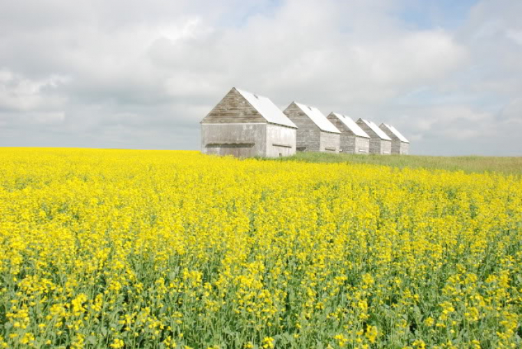 Một góc nhìn nhỏ về cuộc sống Canada.