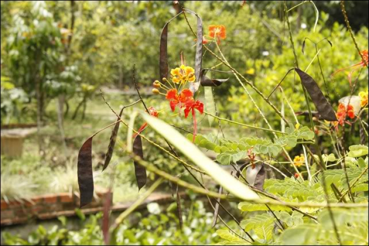 Hoàng Thái Bảo Gia Trang - Củ Chi