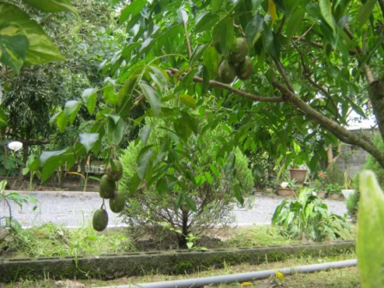 Hoàng Thái Bảo Gia Trang - Củ Chi