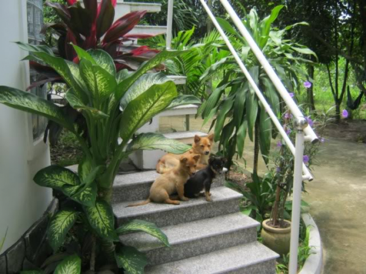 Hoàng Thái Bảo Gia Trang - Củ Chi Hoàng Thái Bảo Gia Trang - Củ Chi