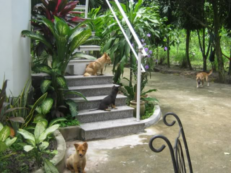 Hoàng Thái Bảo Gia Trang - Củ Chi Hoàng Thái Bảo Gia Trang - Củ Chi