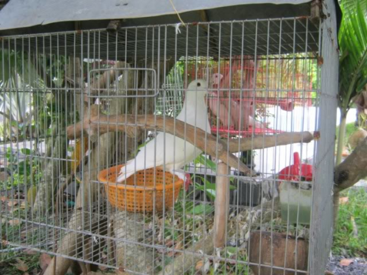 Hoàng Thái Bảo Gia Trang - Củ Chi Hoàng Thái Bảo Gia Trang - Củ Chi