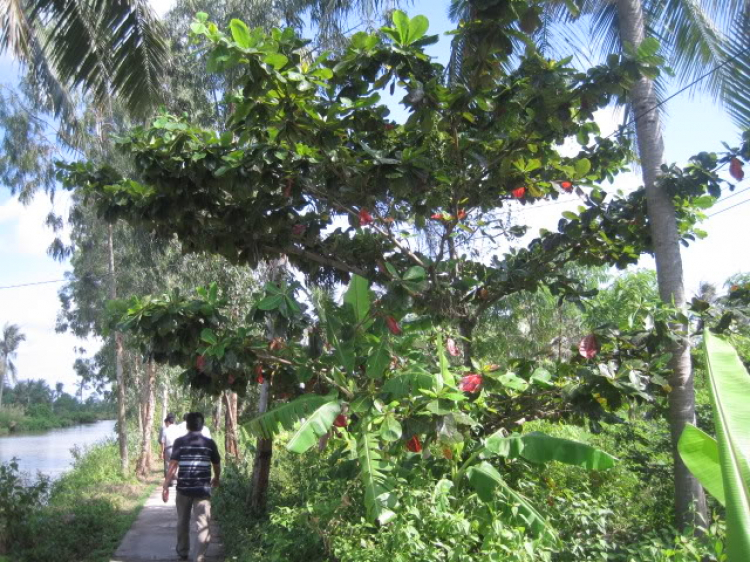 Cà Mau - Đầm Dơi (dung dăng dung dẻ)