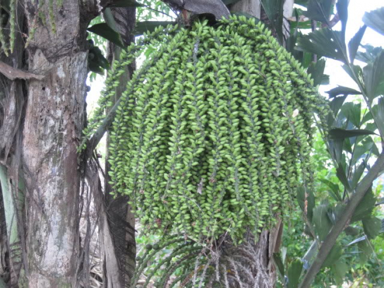 Cà Mau - Đầm Dơi (dung dăng dung dẻ)