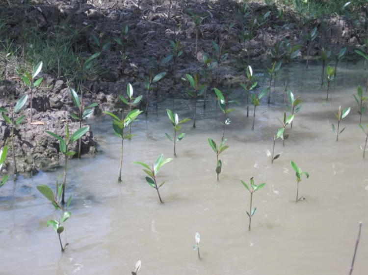 Cà Mau - Đầm Dơi (dung dăng dung dẻ)