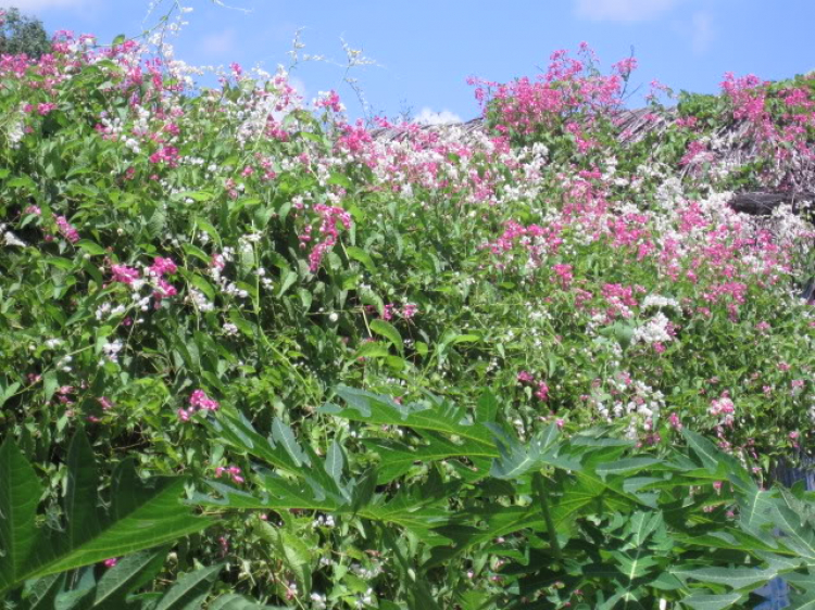 Cà Mau - Đầm Dơi (dung dăng dung dẻ)