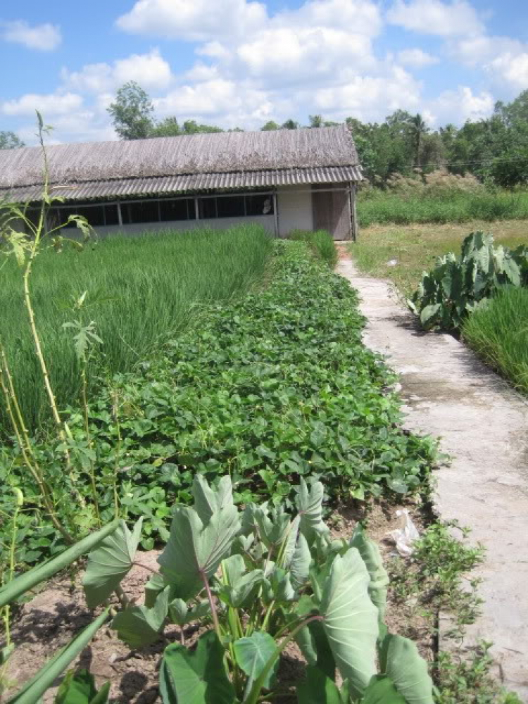 Cà Mau - Đầm Dơi (dung dăng dung dẻ)