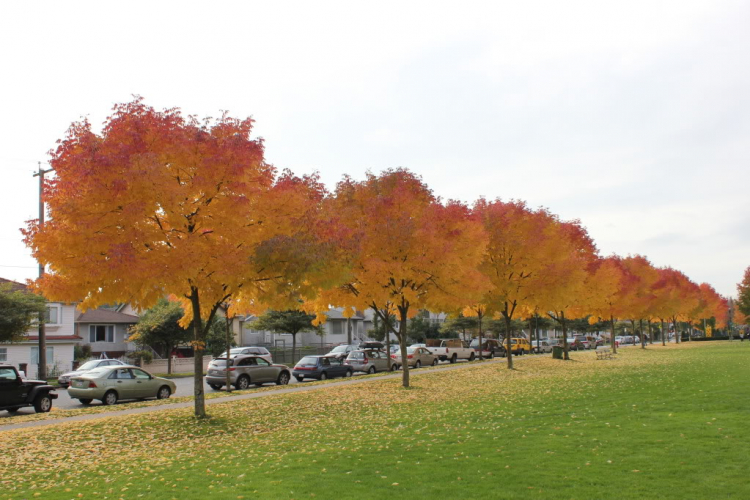 Một góc nhìn nhỏ về cuộc sống Canada.