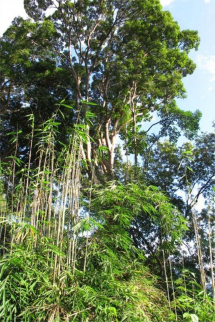 Lãng mạn Triệu Hải - Vui chơi núi rừng Madagui 22-23/10/2011 (Hình Ảnh) Lãng mạn Triệu Hải - Vui chơi núi rừng Madagui 22-23/10/2011 (Hình Ảnh)