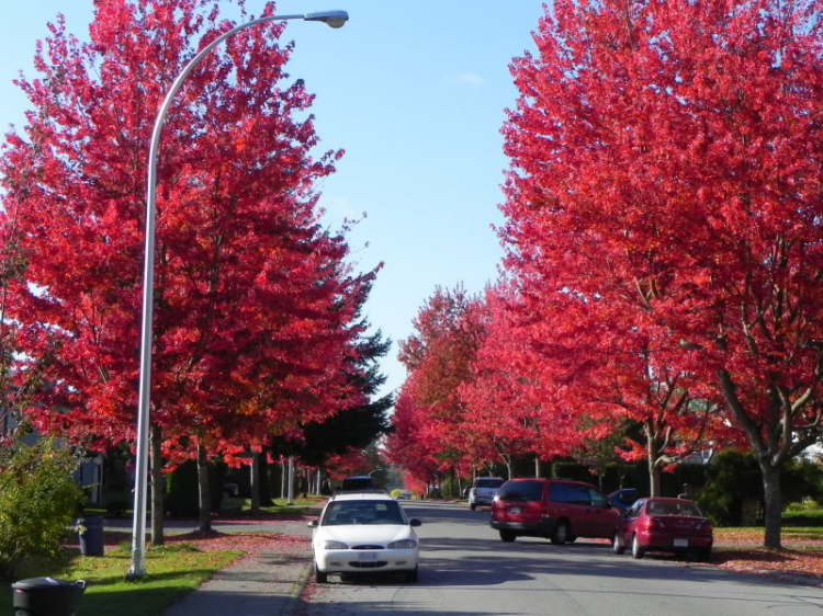 Một góc nhìn nhỏ về cuộc sống Canada.