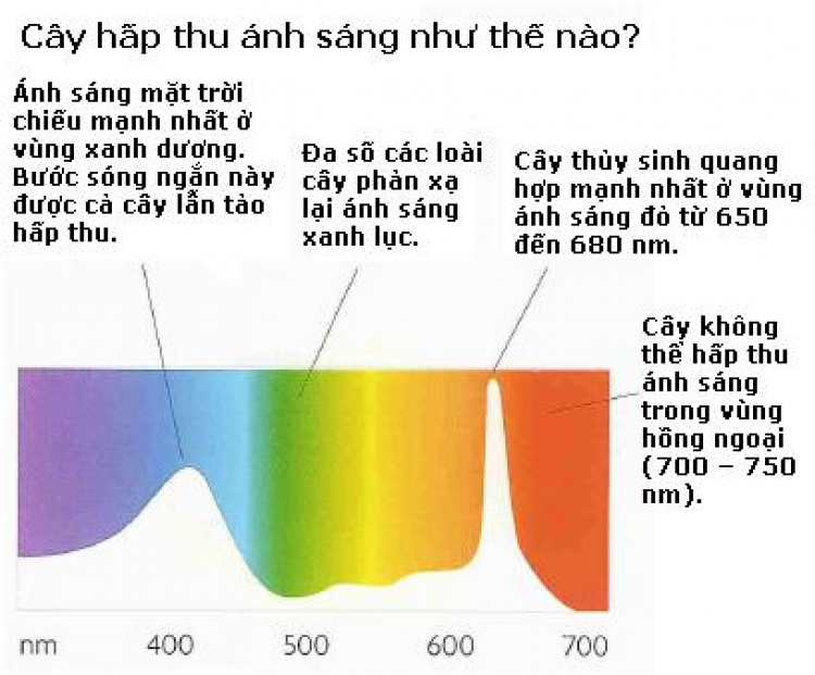 Topic dành cho thành viên của yêu Thủy sinh của Hội Matiz & Spark