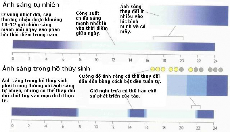 Topic dành cho thành viên của yêu Thủy sinh của Hội Matiz & Spark