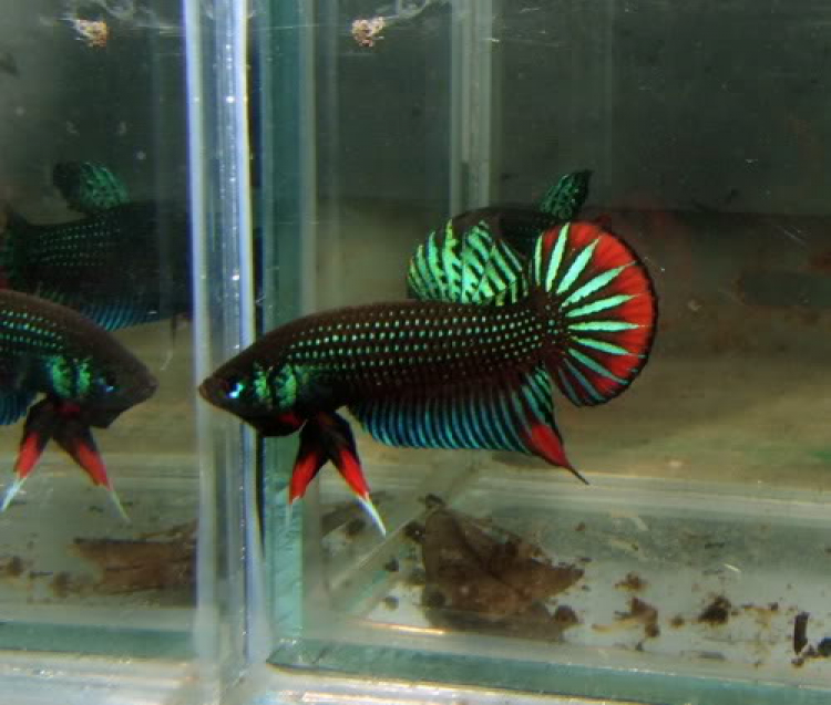 Miệt vườn