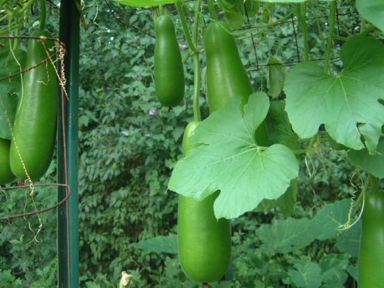 Miệt vườn
