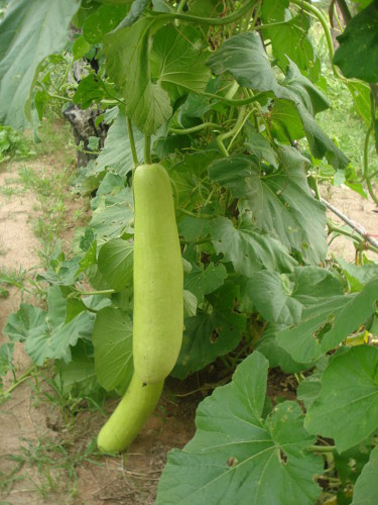 Miệt vườn