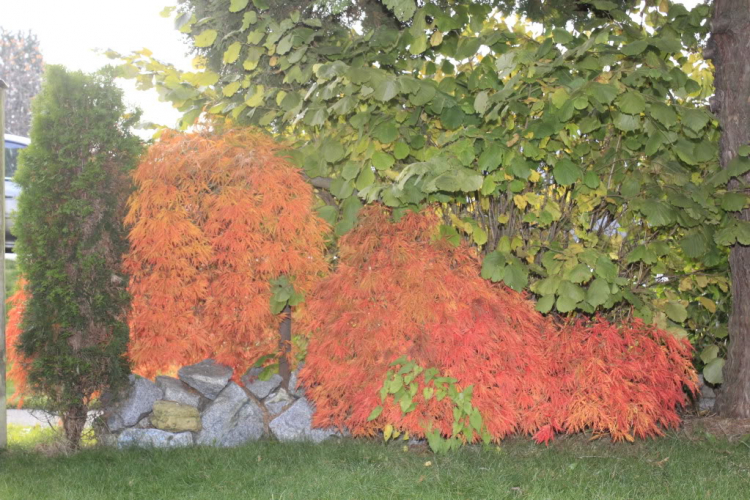 Một góc nhìn nhỏ về cuộc sống Canada. Một góc nhìn nhỏ về cuộc sống Canada.