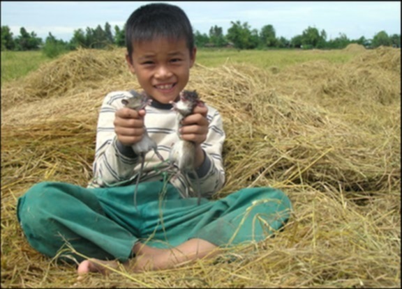 Miệt vườn