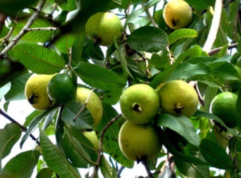 Miệt vườn