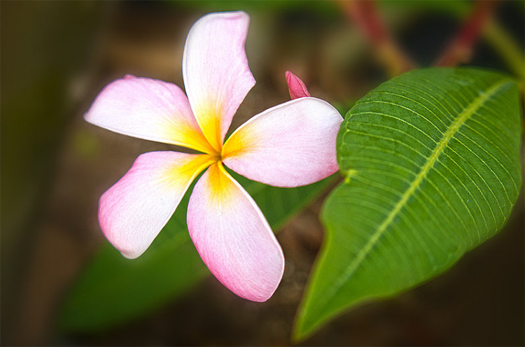 Vườn hoa của ... các bác! Em mời các bác vào đây ... trồng hoa ạ!