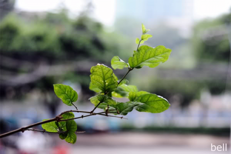 Ảnh lang thang, góp nhặt ...