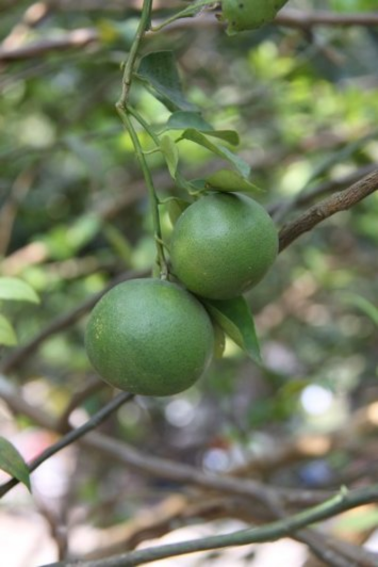 Vườn hoa của ... các bác! Em mời các bác vào đây ... trồng hoa ạ! Vườn hoa của ... các bác! Em mời các bác vào đây ... trồng hoa ạ!