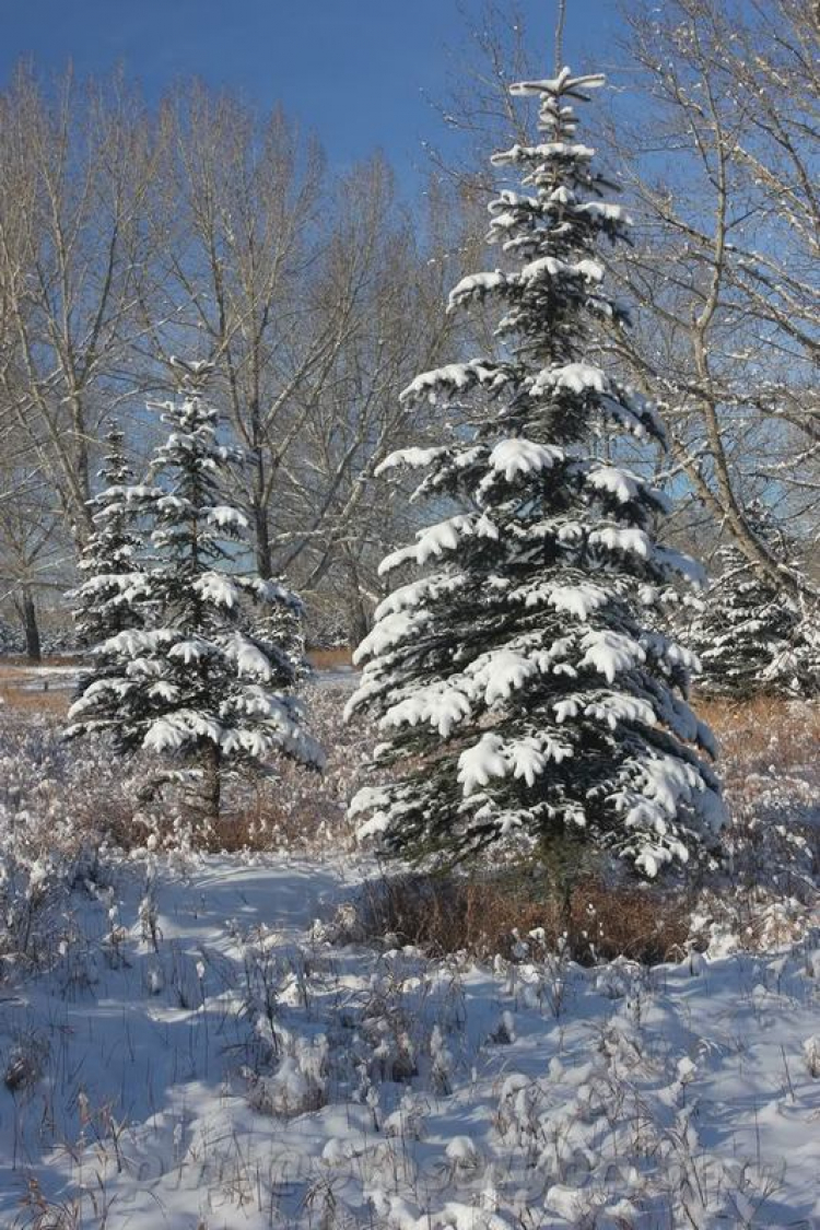 Một góc nhìn nhỏ về cuộc sống Canada.