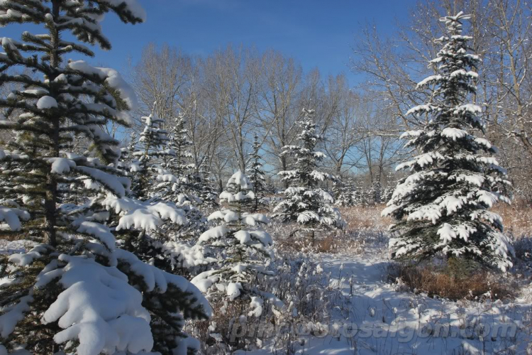 Một góc nhìn nhỏ về cuộc sống Canada.