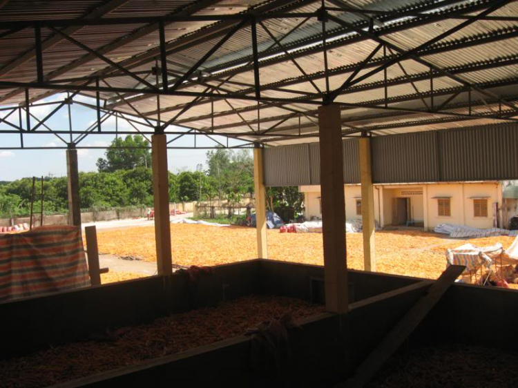 Cần tìm nguồn cùi bắp (lõi ngô) Cần tìm nguồn cùi bắp (lõi ngô)