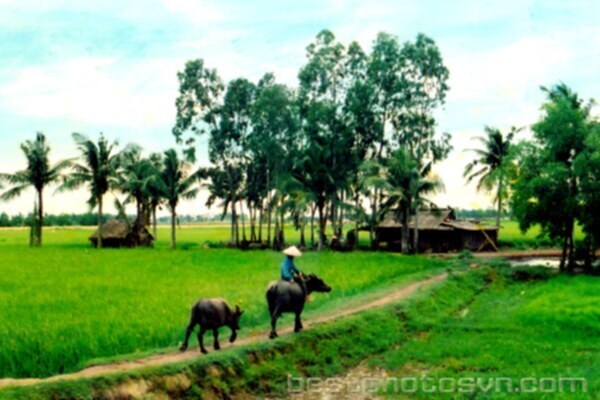 Miệt vườn Miệt vườn