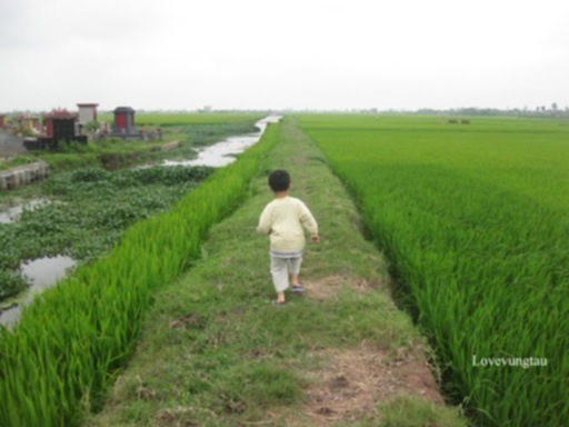 Miệt vườn Miệt vườn