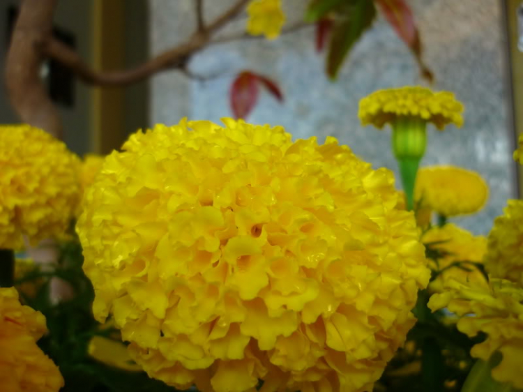 Sắc Xuân 2012 Sắc Xuân 2012