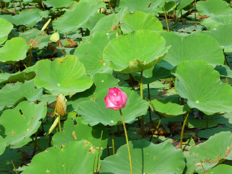 Sắc Xuân 2012 Sắc Xuân 2012