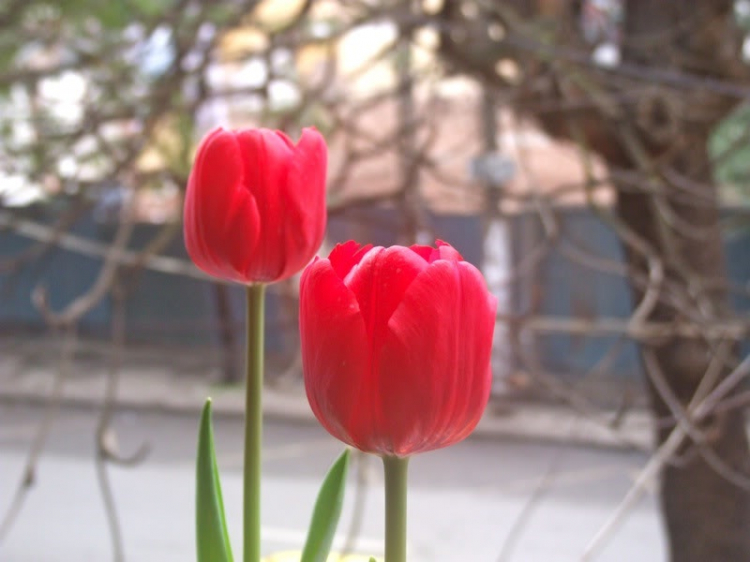 Xuân Nhâm Thìn ăn chơi du ký Xuân Nhâm Thìn ăn chơi du ký