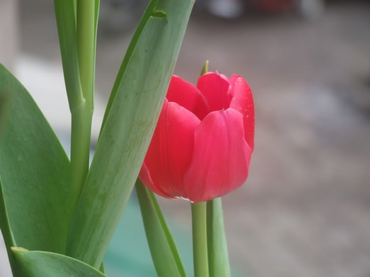 Xuân Nhâm Thìn ăn chơi du ký Xuân Nhâm Thìn ăn chơi du ký