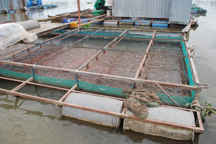 Vài hình ảnh Bac quangpham71 và em chơi Tết miền Tây. Vài hình ảnh Bac quangpham71 và em chơi Tết miền Tây.