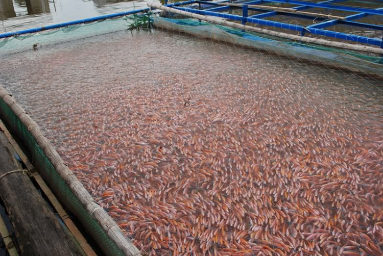 Vài hình ảnh Bac quangpham71 và em chơi Tết miền Tây. Vài hình ảnh Bac quangpham71 và em chơi Tết miền Tây.