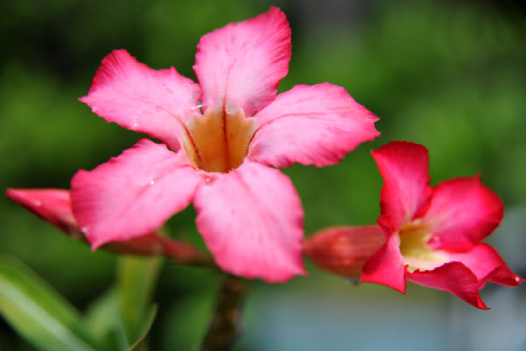 Ảnh lang thang, góp nhặt ...