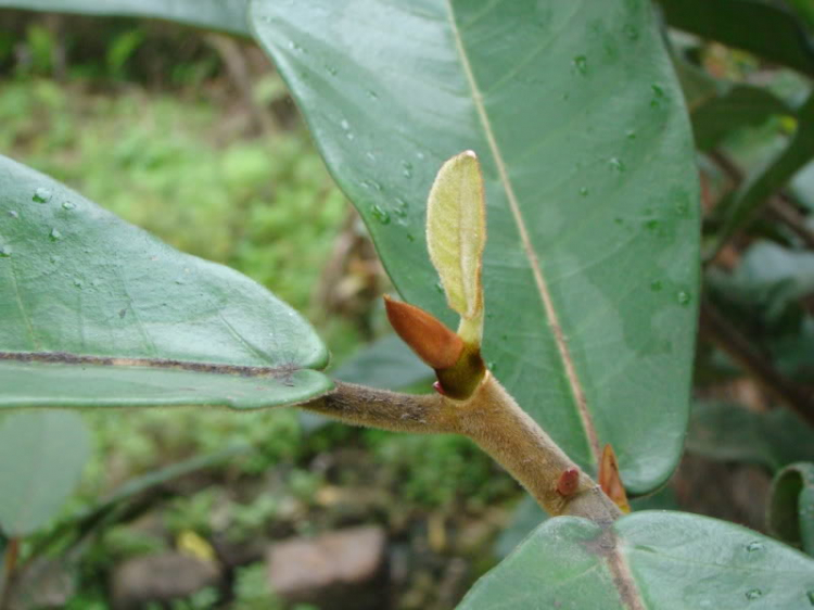 GÓc ảnh XNL: Hoa cỏ, macro GÓc ảnh XNL: Hoa cỏ, macro