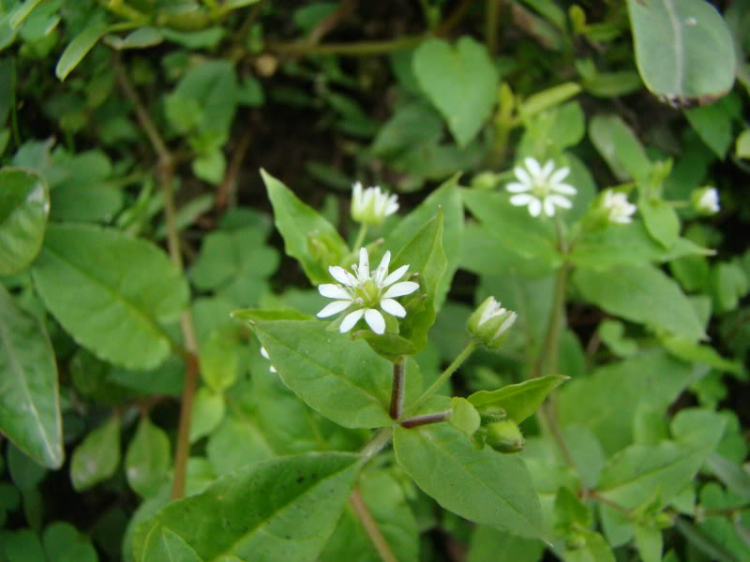 GÓc ảnh XNL: Hoa cỏ, macro GÓc ảnh XNL: Hoa cỏ, macro