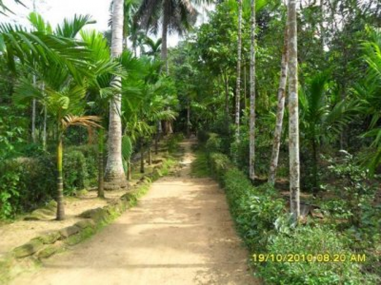 Miệt vườn