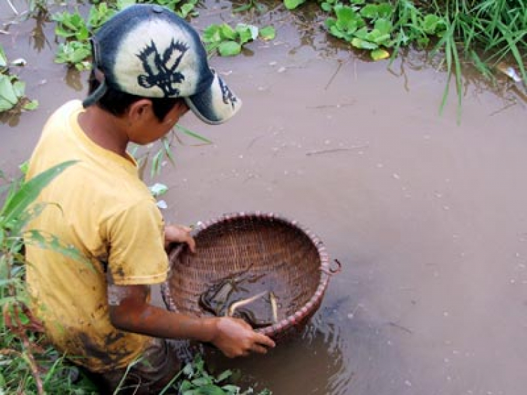 Miệt vườn