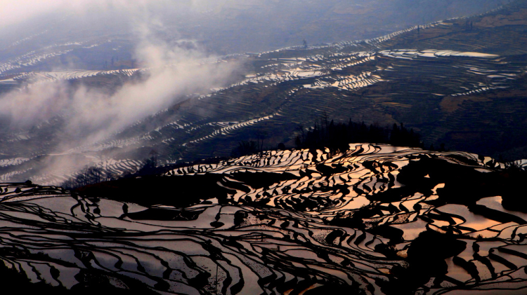 Ruộng lạ.