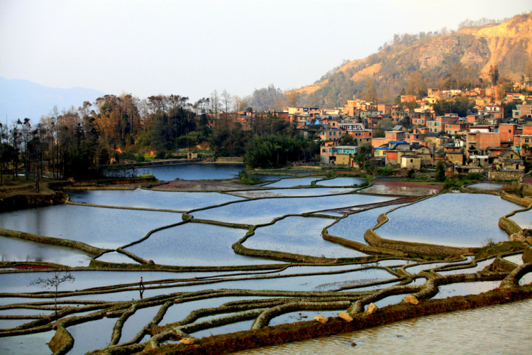 Ruộng lạ.