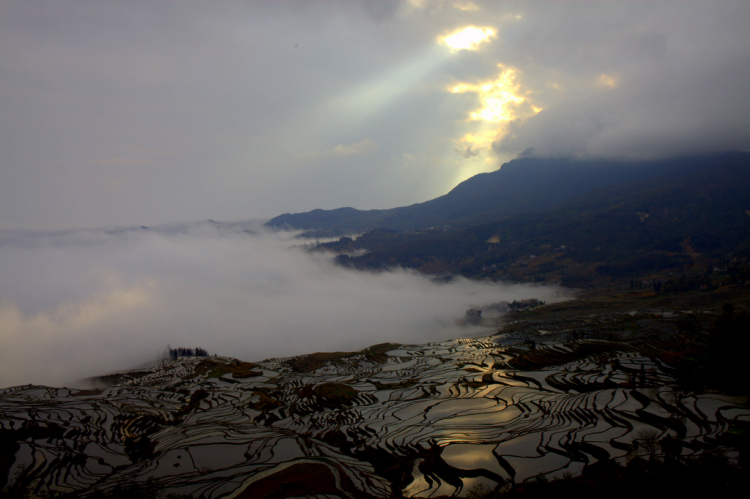 Ruộng lạ.