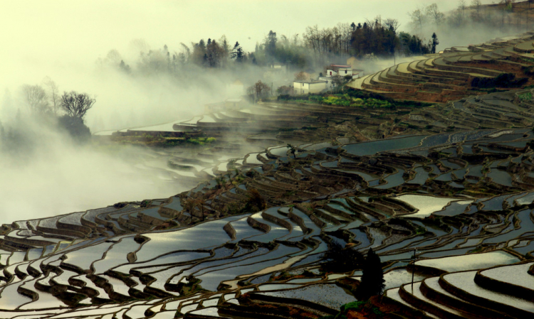 Ruộng lạ.