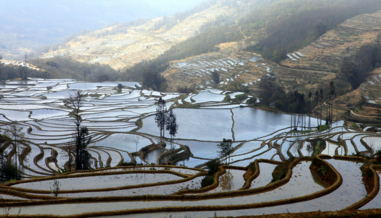 Ruộng lạ.