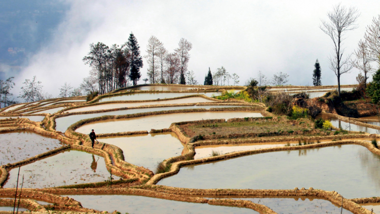 Ruộng lạ.