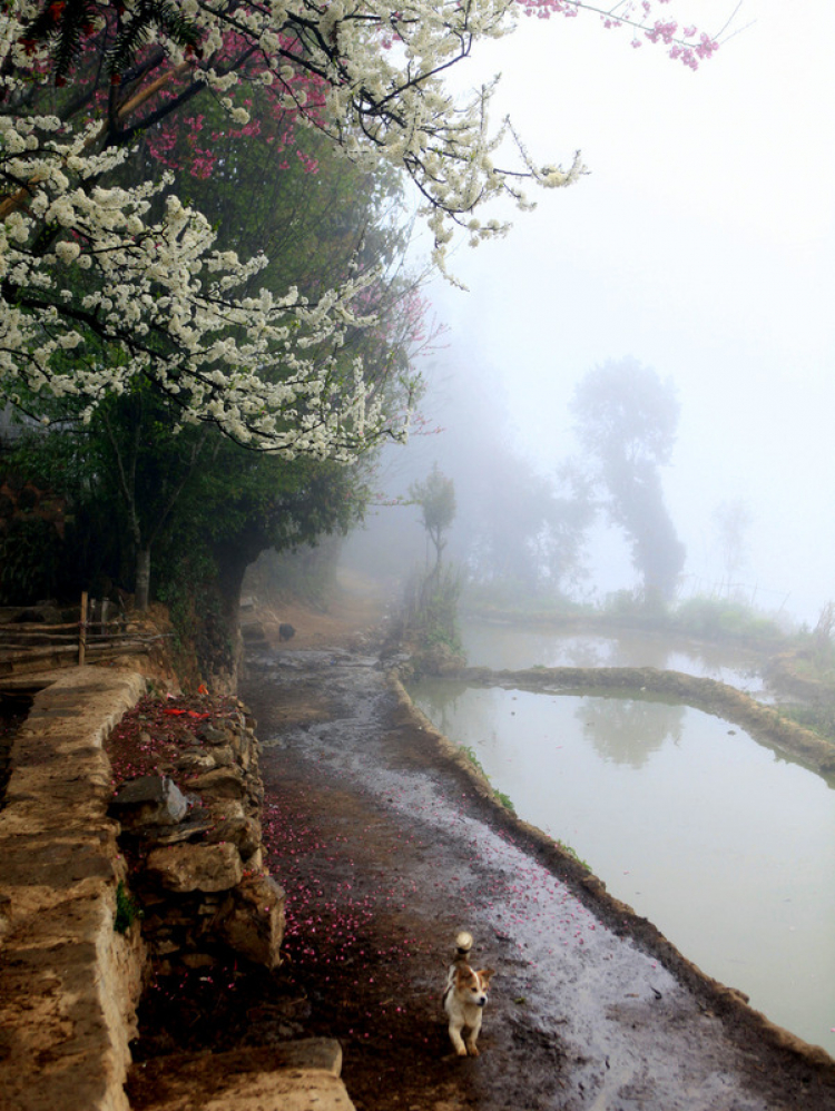 Ruộng lạ.